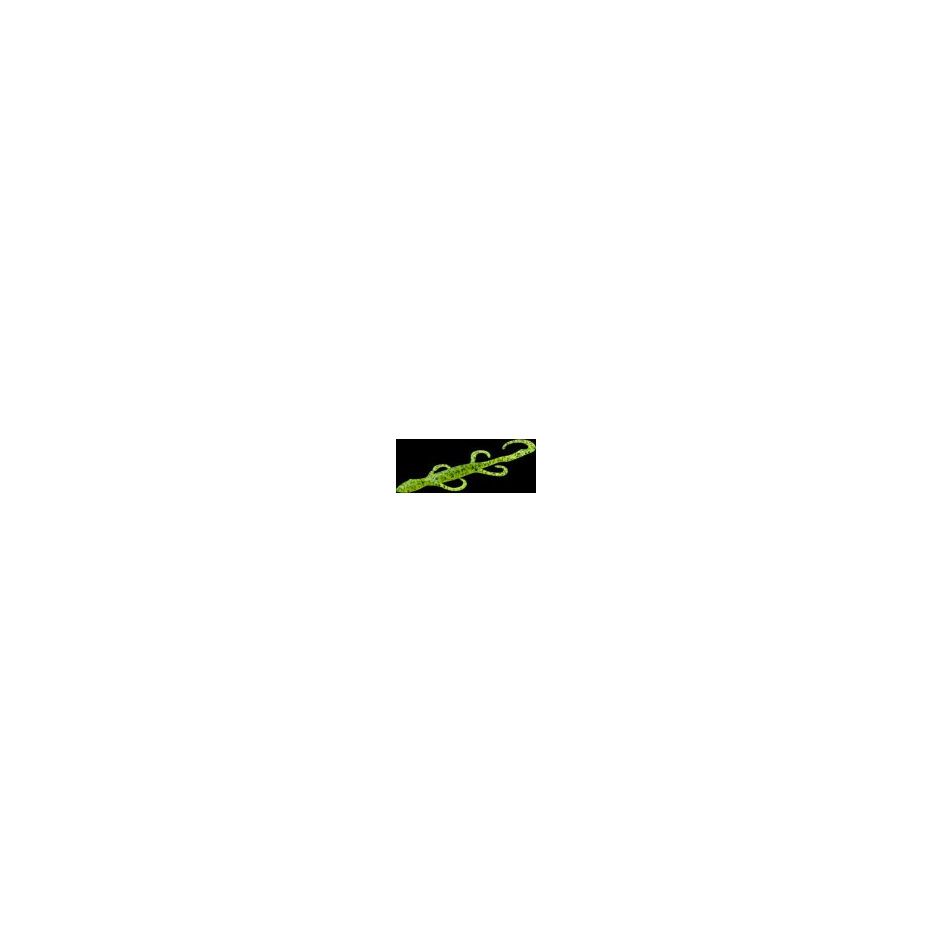 Soft Bait Zoom Lizard 6 15cm - Creature - Leurre de la pêche