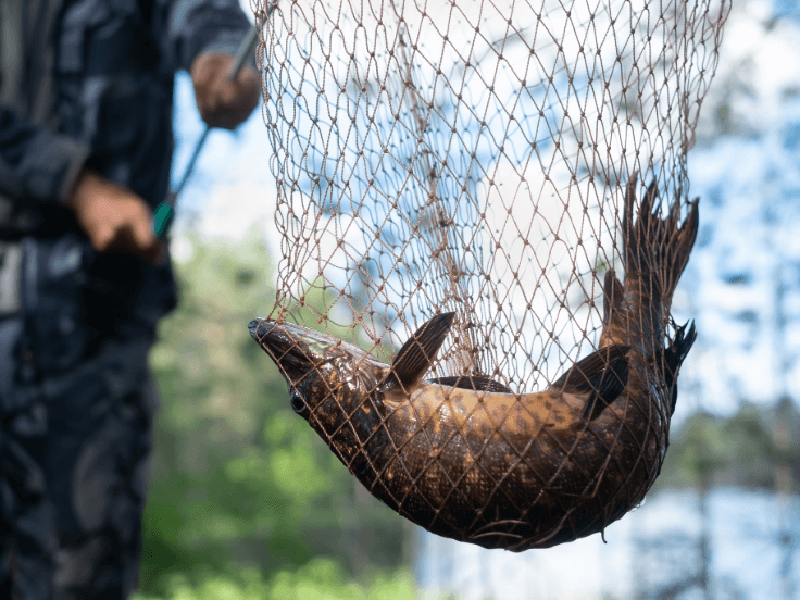 Landing net for predator fish - Leurre de la pêche