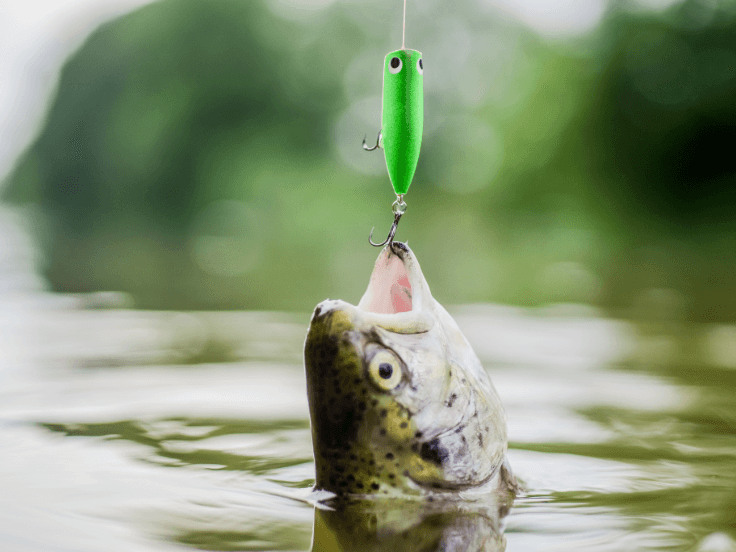 Illustration des Artikels Comment monter un poisson nageur ?