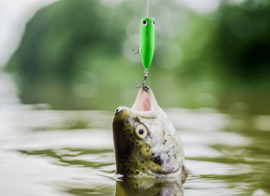 un poisson nageur pour la pêche des carnassiers