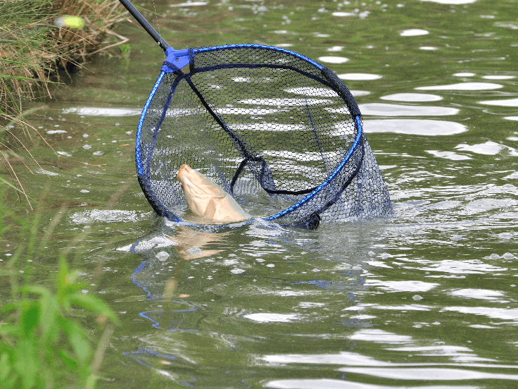 How to fish with a landing net? - Leurre de la pêche