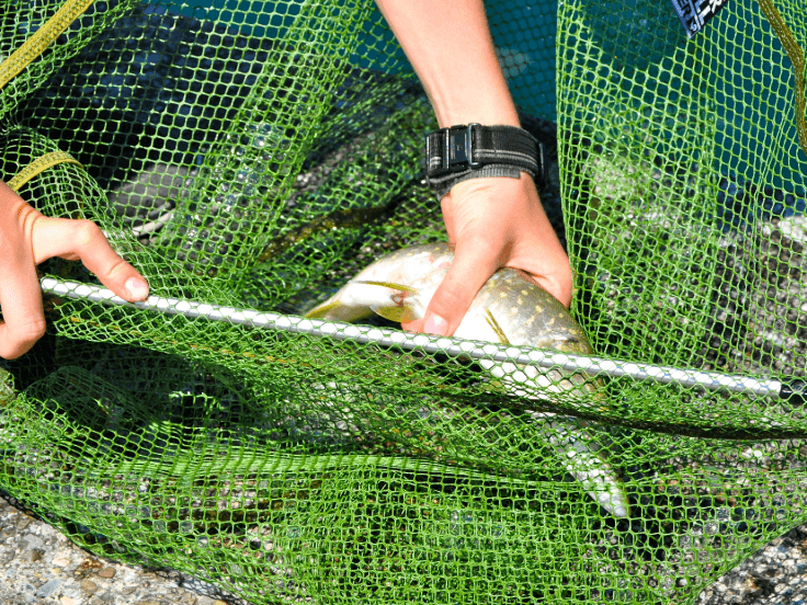 Choosing the right hook to catch pike - Leurre de la pêche