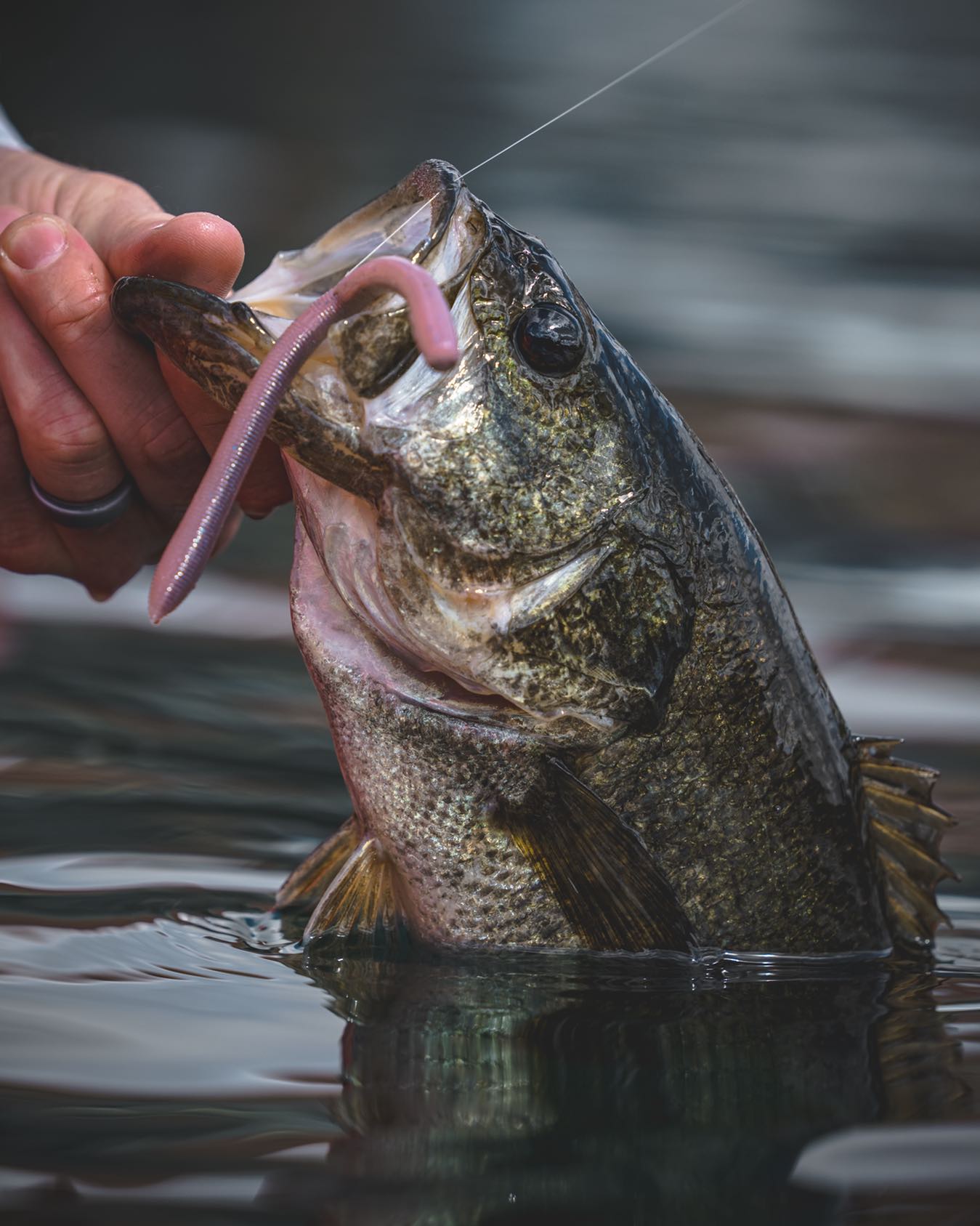 Elegir el mejor anzuelo para pescar black bass - Leurre de la pêche