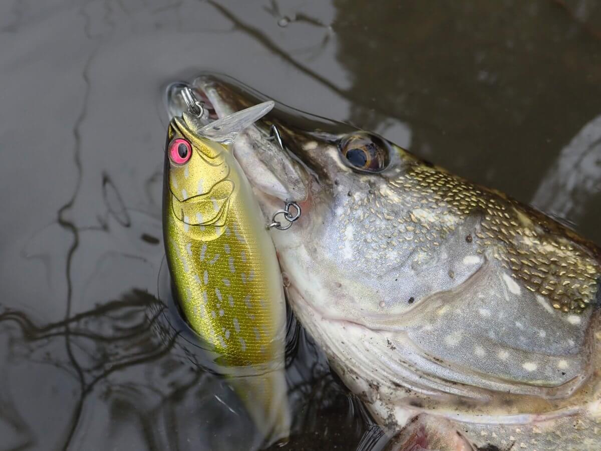 Le poisson nageur I-Jack