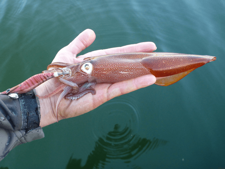 Le calamar, une pêche automnale à la turlutte du bord ou en bateau