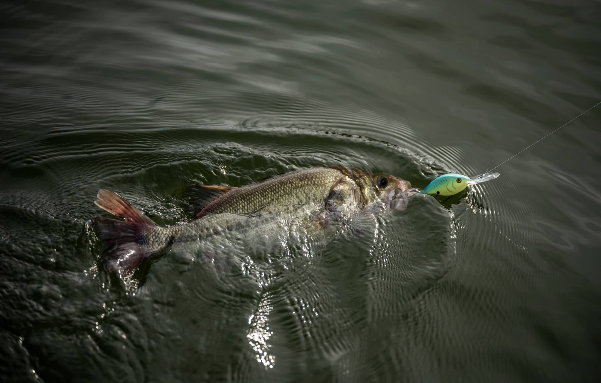 Berkley Freshwater Fishing Fishing Lures