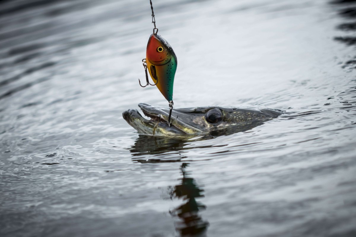 Lure for predator fishing - Leurre de la pêche