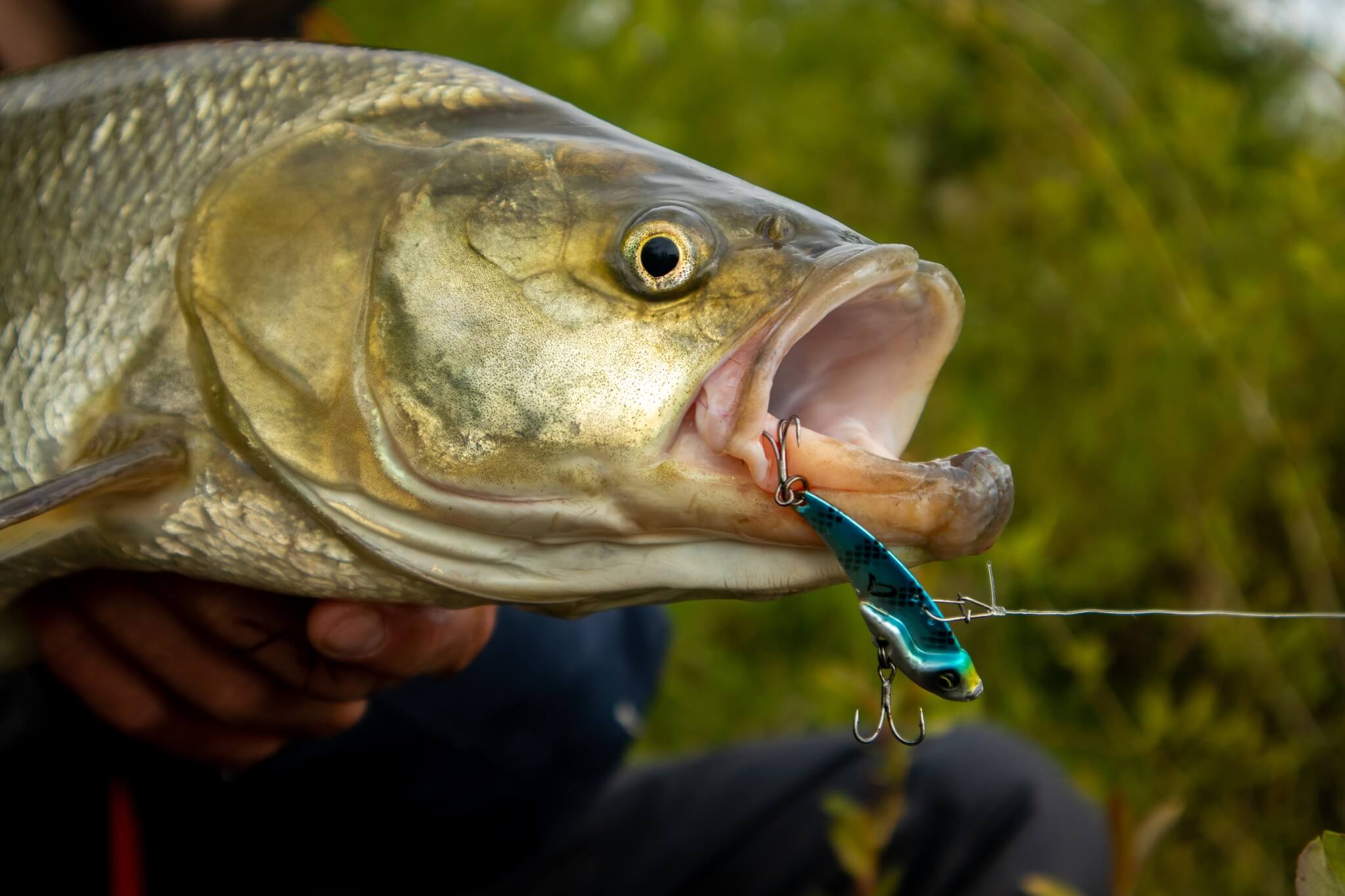 Los peces a pescar con la cuchilla vibrante